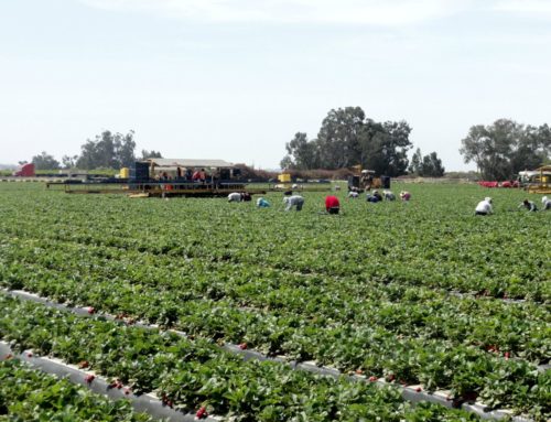 Consulting cultivo de Berries en California